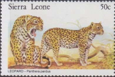 Leopards.