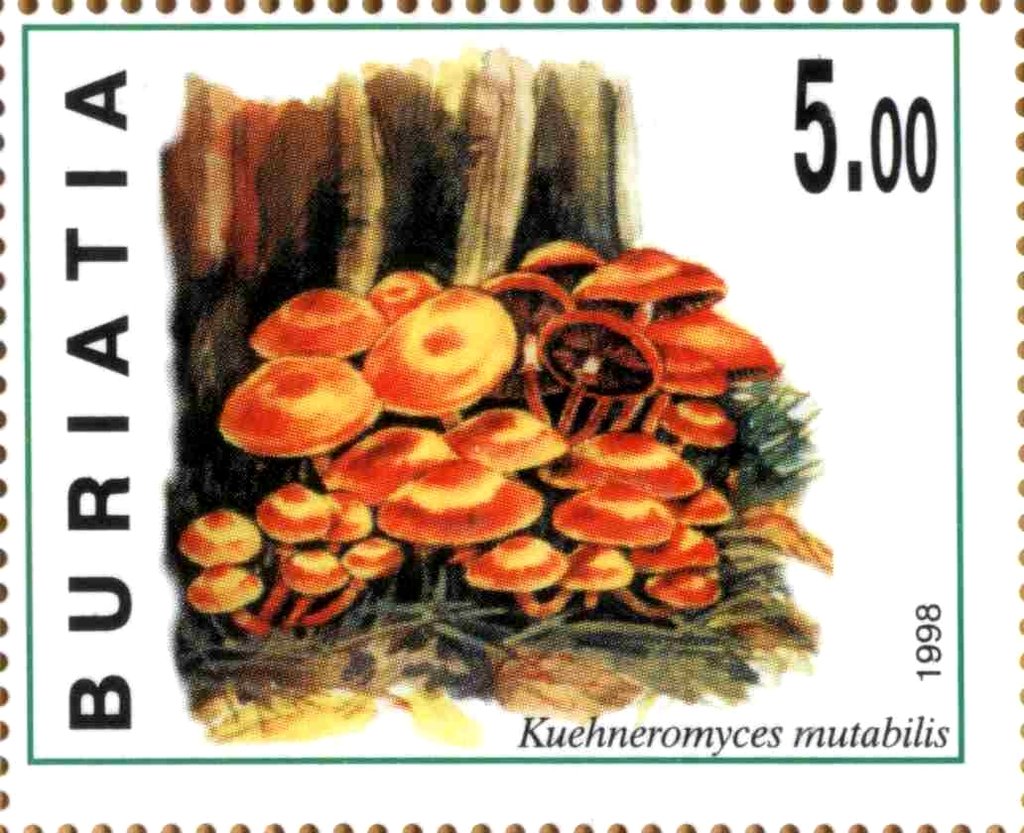 Kuehneromyces mutabilis