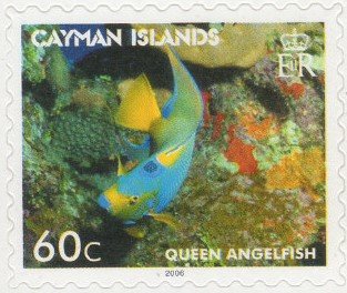 Queen Angelfish (Holacanthus ciliaris)