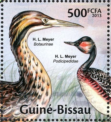Eurasian Bittern (Botaurus stellaris), Black-necked Grebe (P