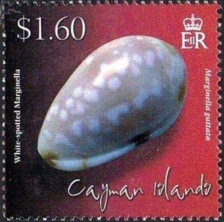 White-spotted Marginella (Marginella guttata)