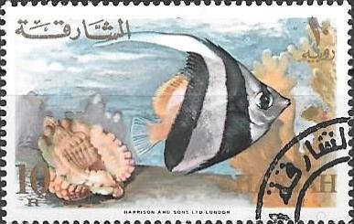 Longfin Bannerfish (Heniochus acuminatus)