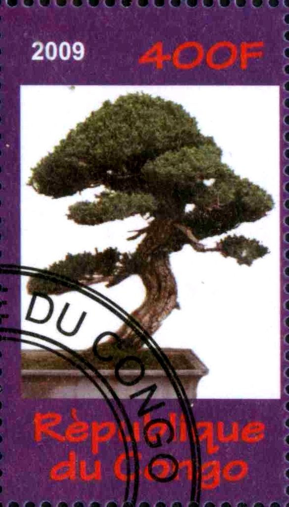 Bonsai