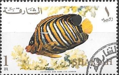 Royal Angelfish (Pygoplites diacanthus)