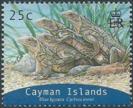 Blue Iguana (Cyclura nubila lewisi)