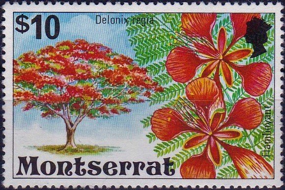 Delonix regia