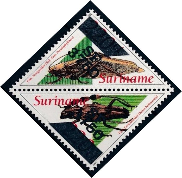 Tettigoniidae & Batus barbicornis (Over Printed)