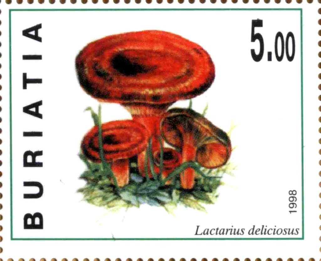 Lactarius delicciosus