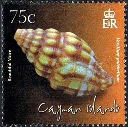 Beautiful Mitre (Vexillum pulchellum)