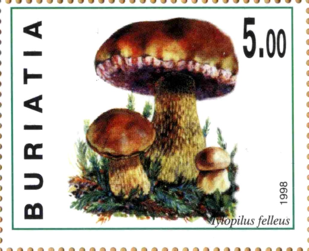 Tylopilus felleus
