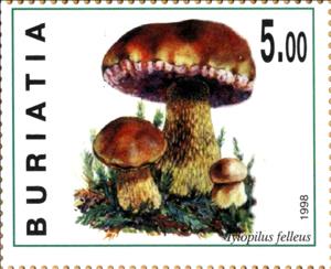 Stamp, Tylopilus felleus, Cinderellas,  , Mushrooms
