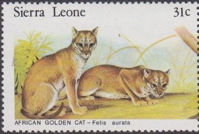 African golden cats.