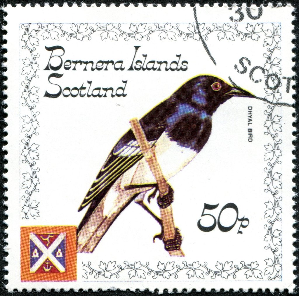 Oriental Magpie Robin (Copsychus saularis)