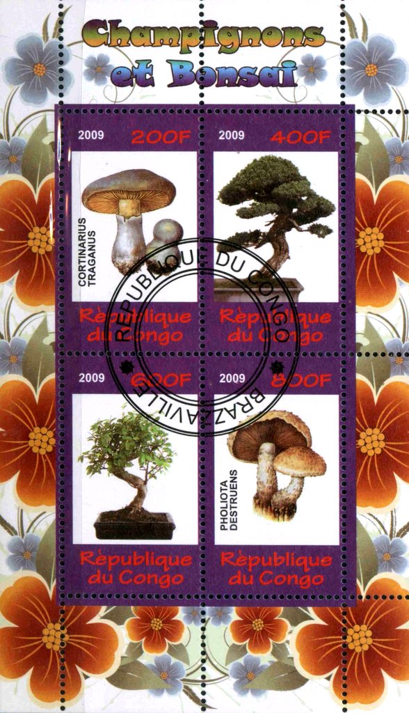 Champignons et Bonsai