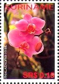 Phalaenopsis hybrid