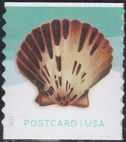 Pacific calico scallop seashell - coil