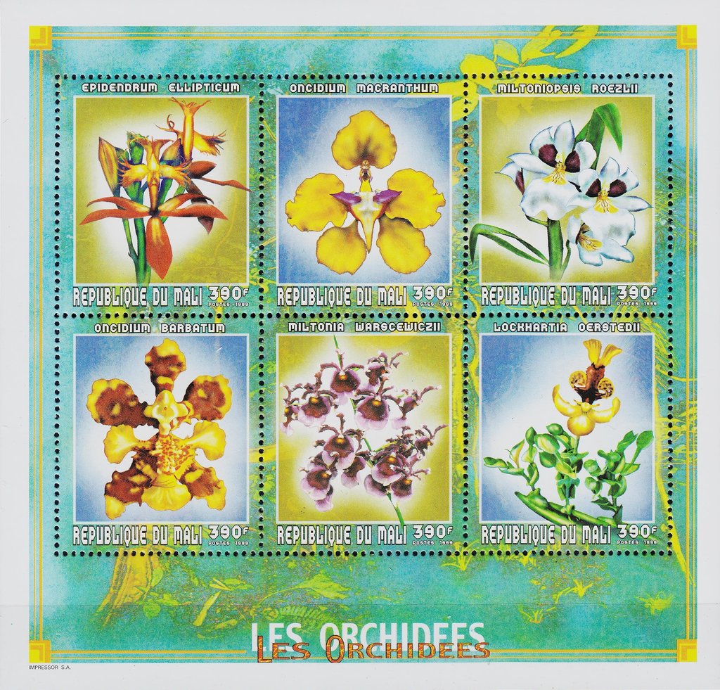 Orchids
