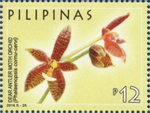 Deer Antler Moth Orchid (Phalaenopsis cornu-cervi)