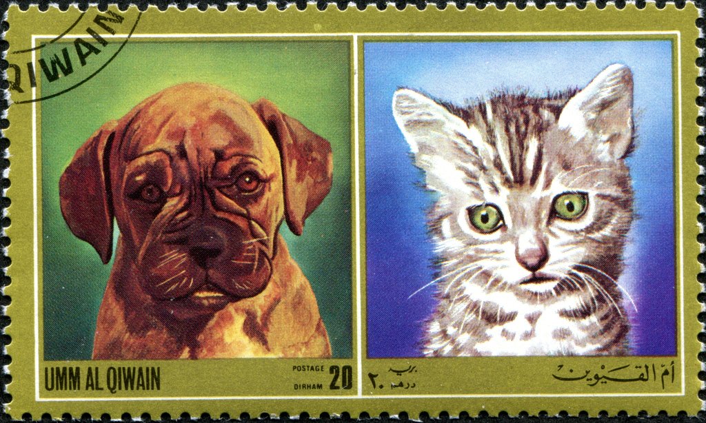 Cat (Felis silvestris catus) and Dog (Canis lupus familiaris