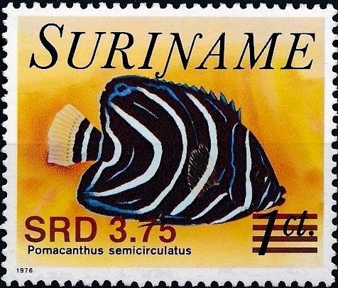 Pomacanthus semicirculatus (Over Printed)