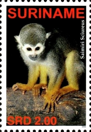 Saimiri sciureus