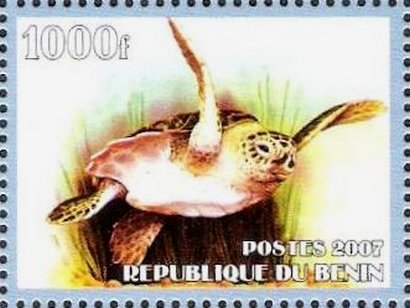 Sea turtle