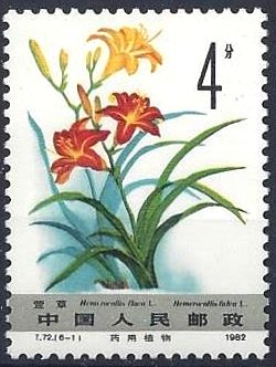 Hemerocallis flava
