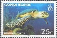 Hawksbill Turtle (Eretmochelys imbricata)