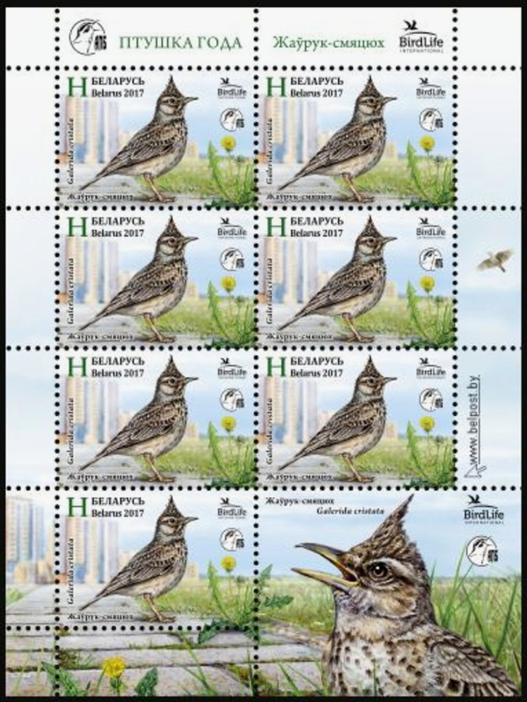 Crested lark (Galerida cristata)