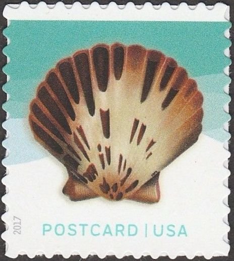 Pacific calico scallop seashell - pane