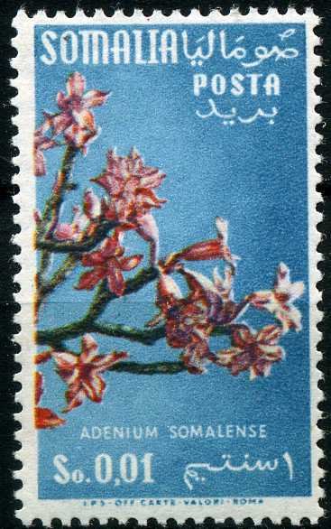 Adenium somalense