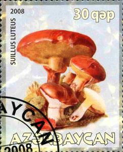 Stamp, Suillus Luteus, Cinderellas,  , Mushrooms