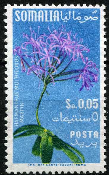 Flower-Apocynacae