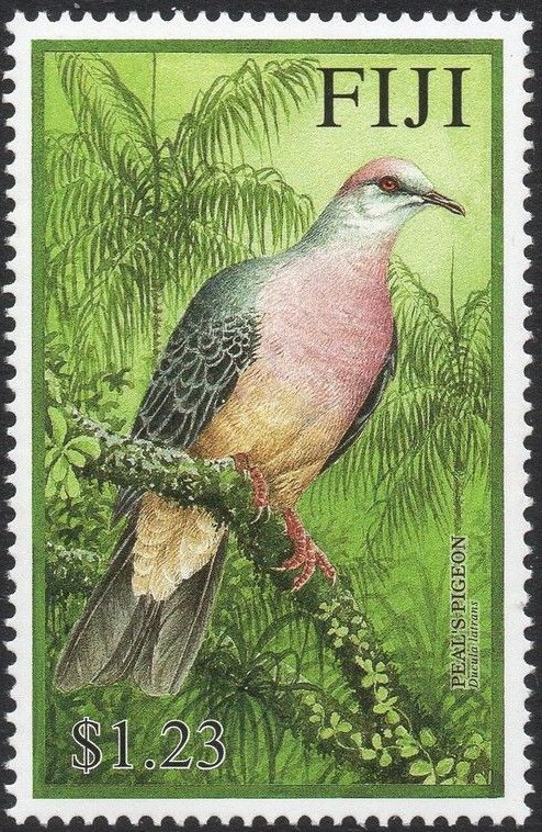 Barking Imperial Pigeon (Ducula latrans)