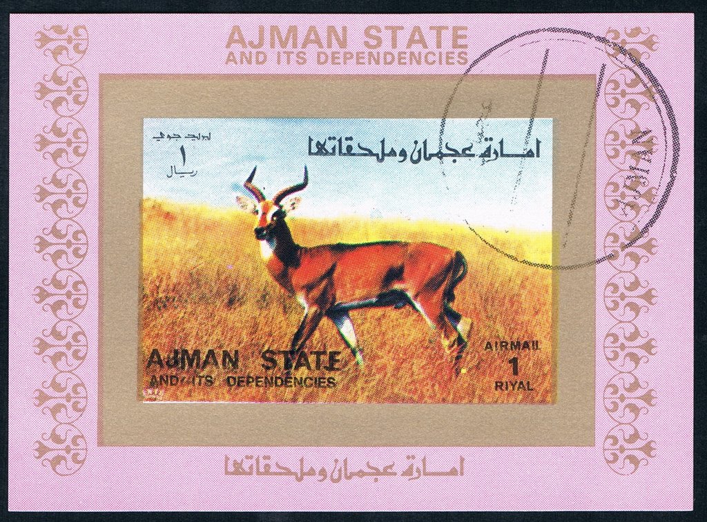 Animal