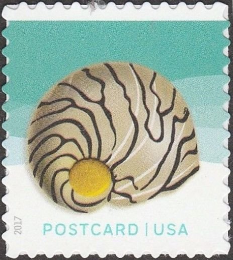 Zebra nerite seashell - pane