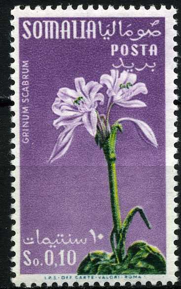 Flower-Amaryllidaceae