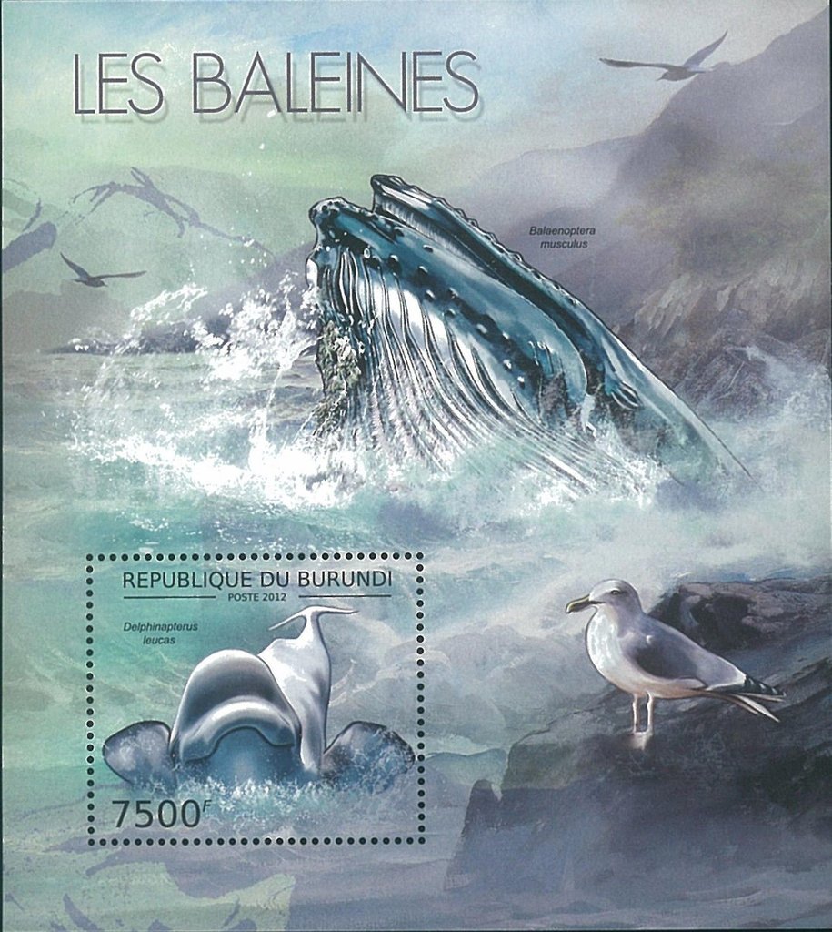 Delphinapterus Leucas