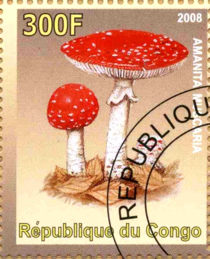 Amanita Muscaria