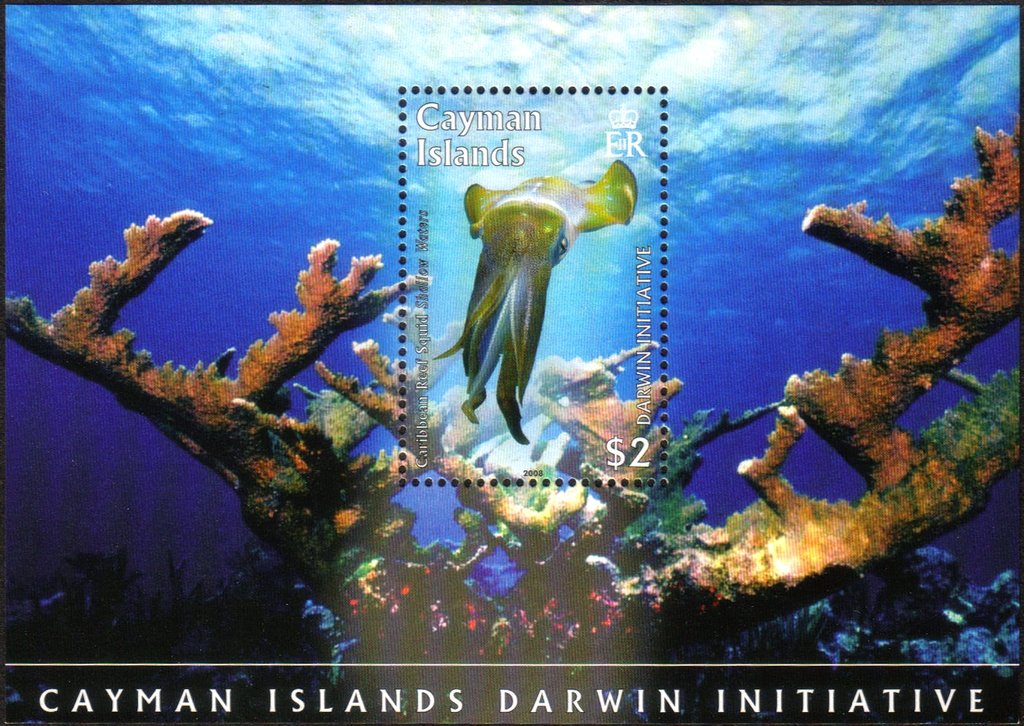 Carribean Reef Squid (Sepioteuthis sepioidea)
