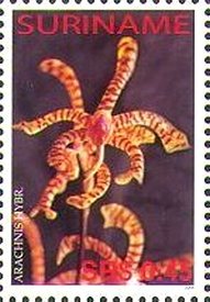 Arachnis hybrid