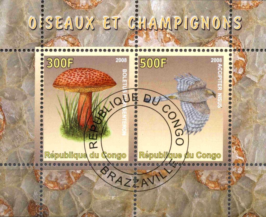 Oiseaux et Champignons