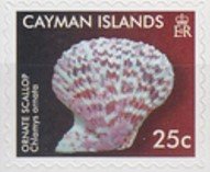 Ornate Scallop (Chlamys ornata)