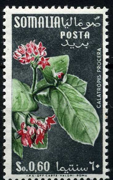 Flower-Asclepiadacae