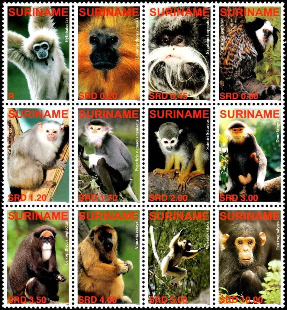 Apes and Monkeys