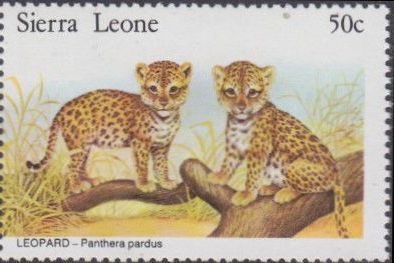 Leopards.