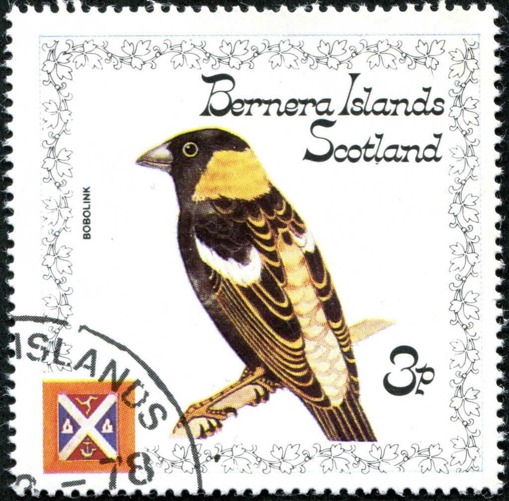 Bobolink (Dolichonyx oryzivorus)