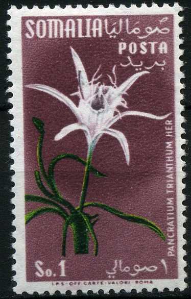Pancratium trianthum