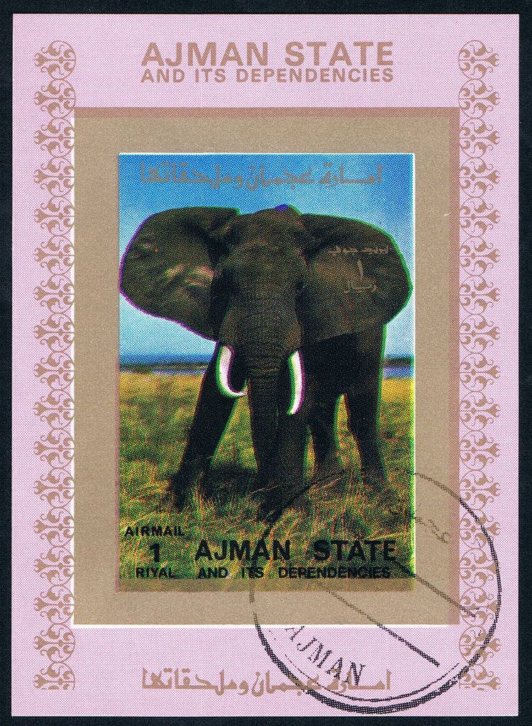 African Elephant (Loxodonta africana)