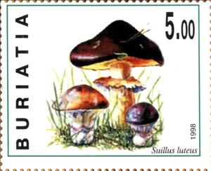Stamp, Suillus luteus, Cinderellas,  , Mushrooms